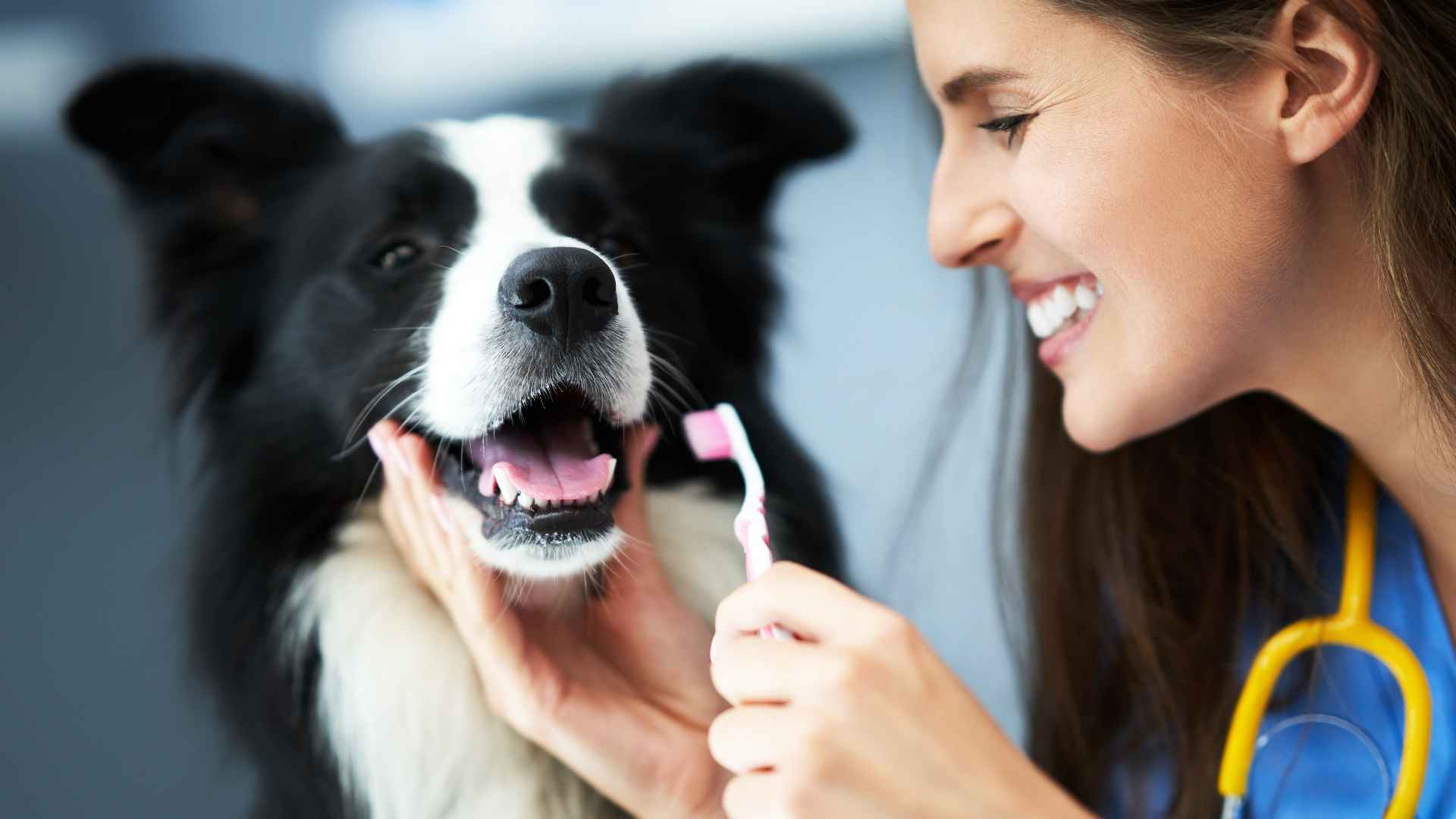 higiene dental diaria perros